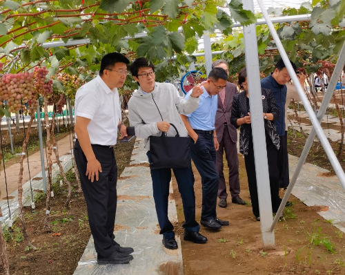 学校党委书记刘广林看望“鲅鱼圈葡萄科技小院”工作学习的黄色直播
师生